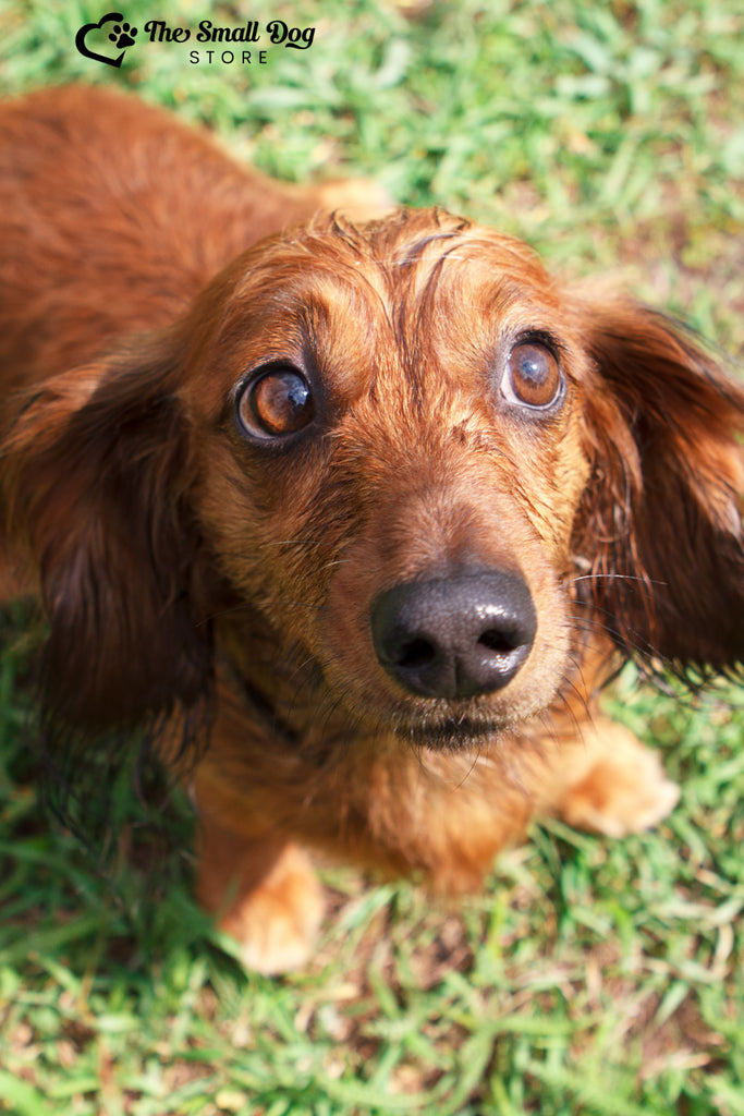A Comprehensive Guide to Dachshund Varieties: Understanding the Diversity of the Breed